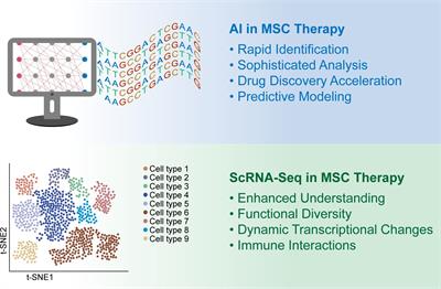 Advancing diabetes treatment: the role of mesenchymal stem cells in islet transplantation